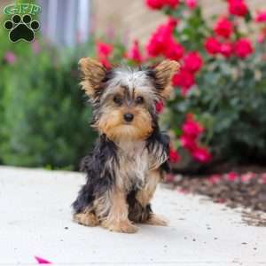 Ollie, Yorkie Puppy